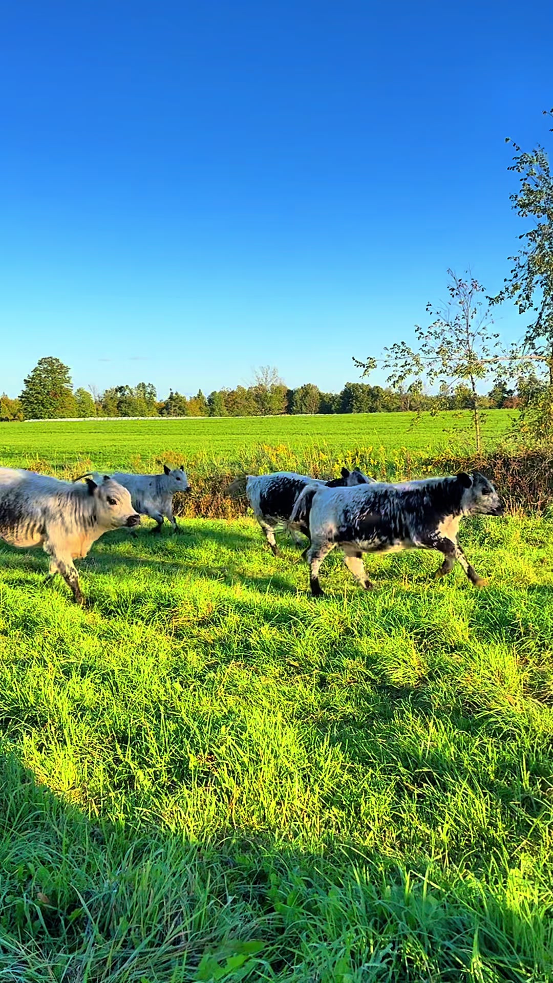 @Speckle Park Cattle
