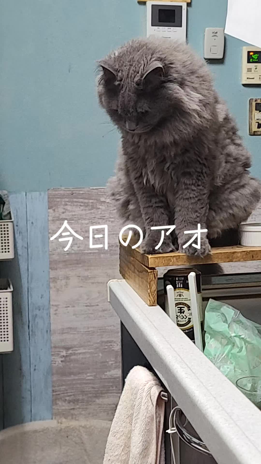 @沙亜代