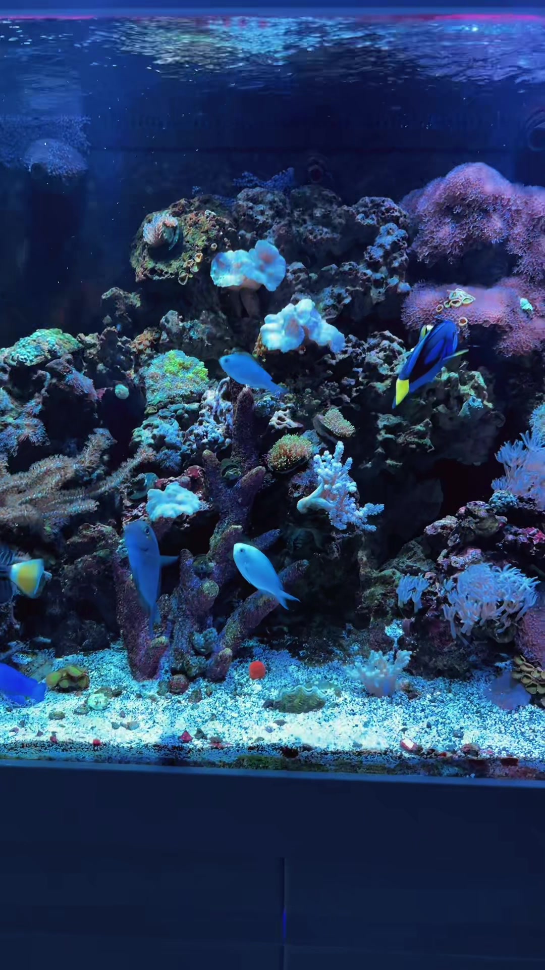 @reeflove