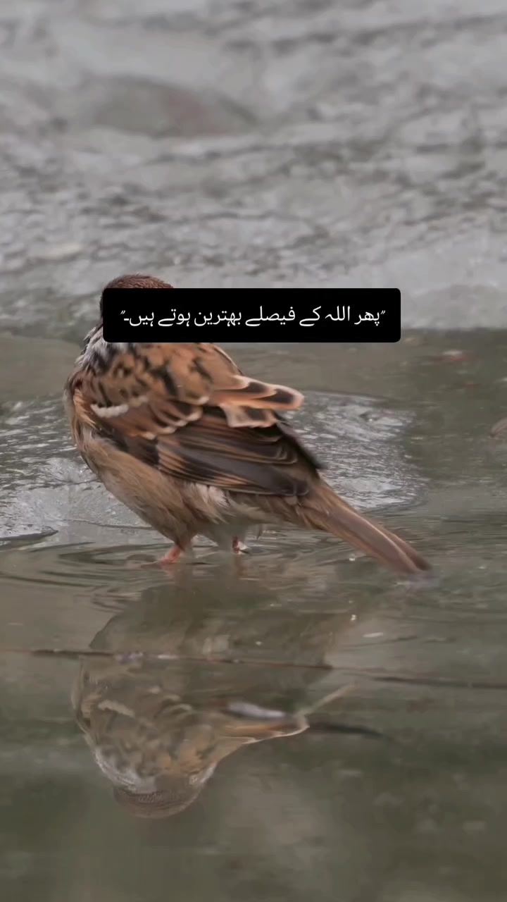 @SMF_Writer