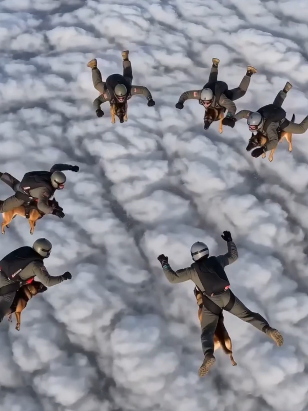 @K9 Warrior
