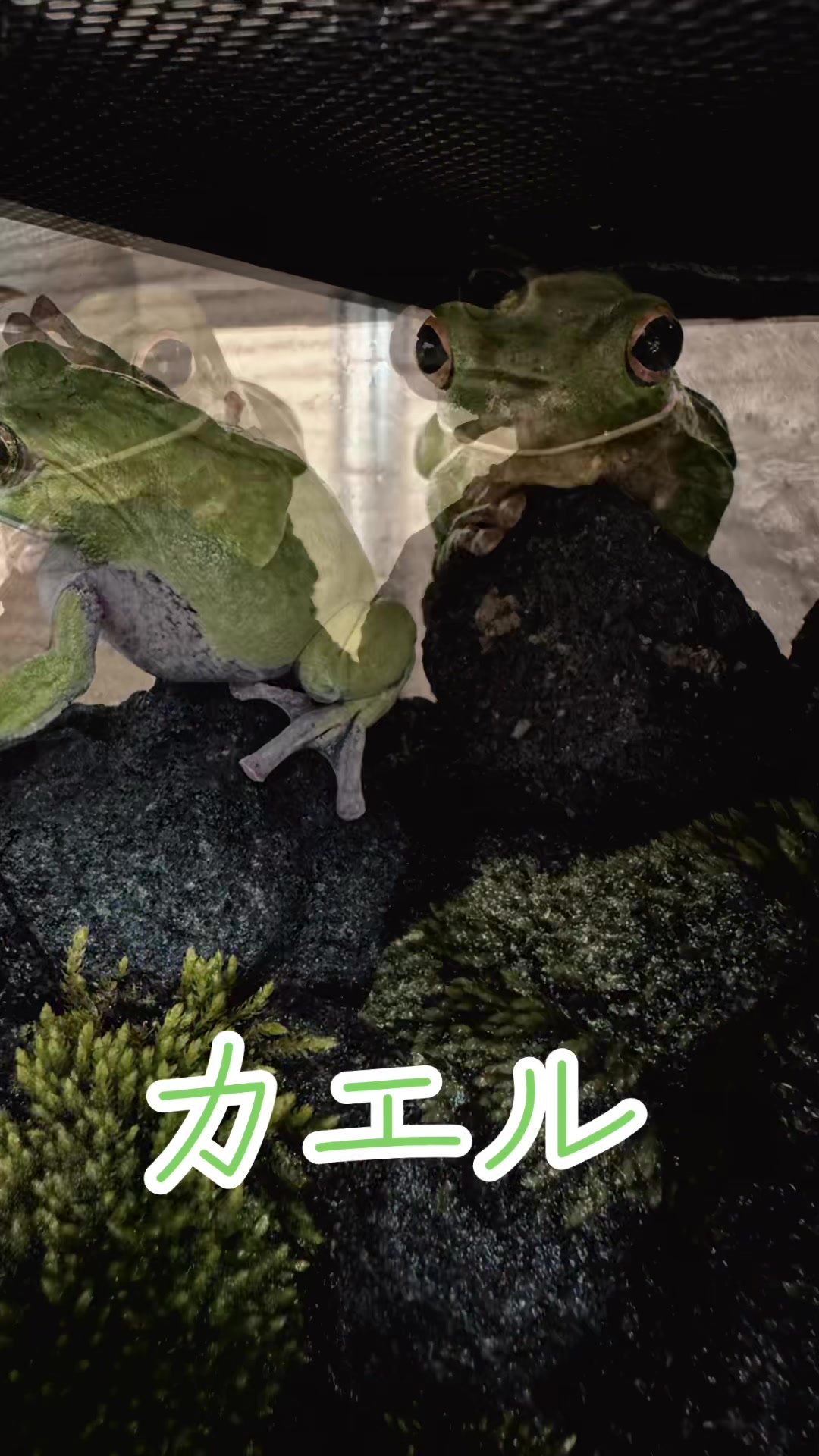 @オクラ