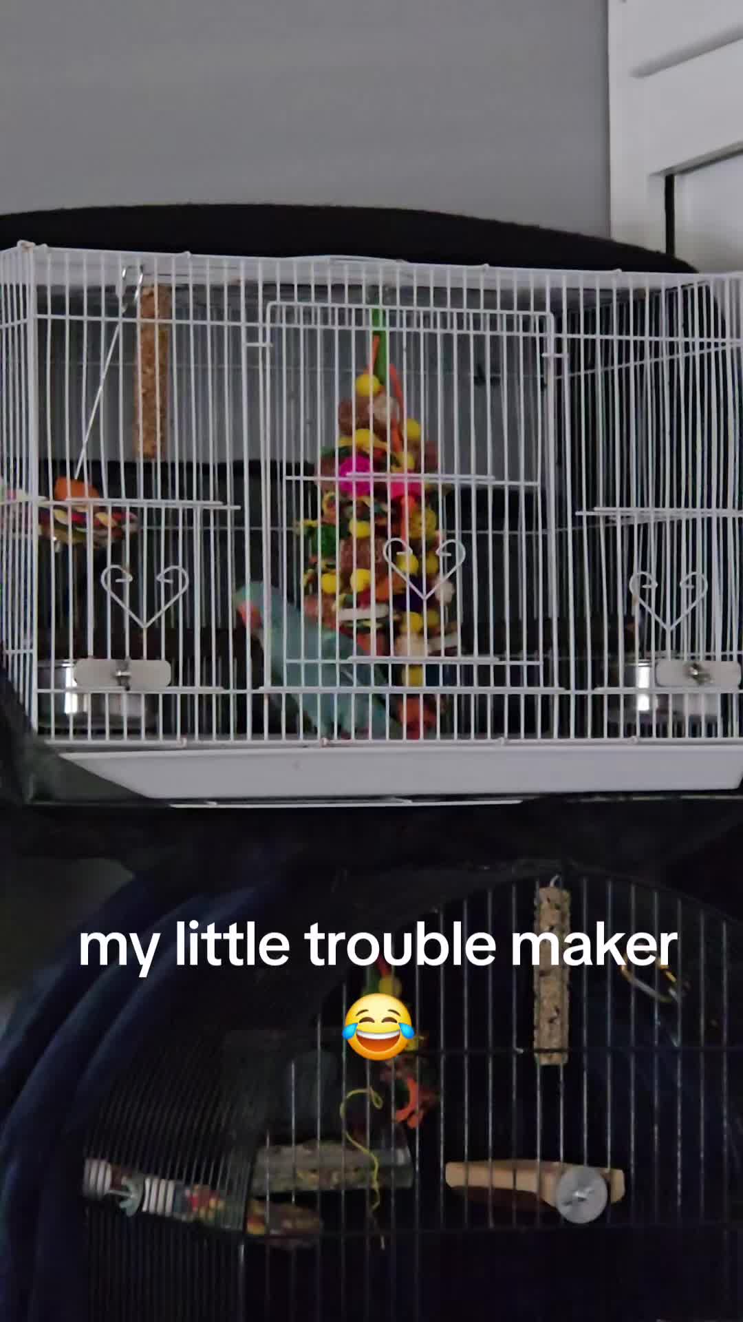 @lilotheparrot & Sky