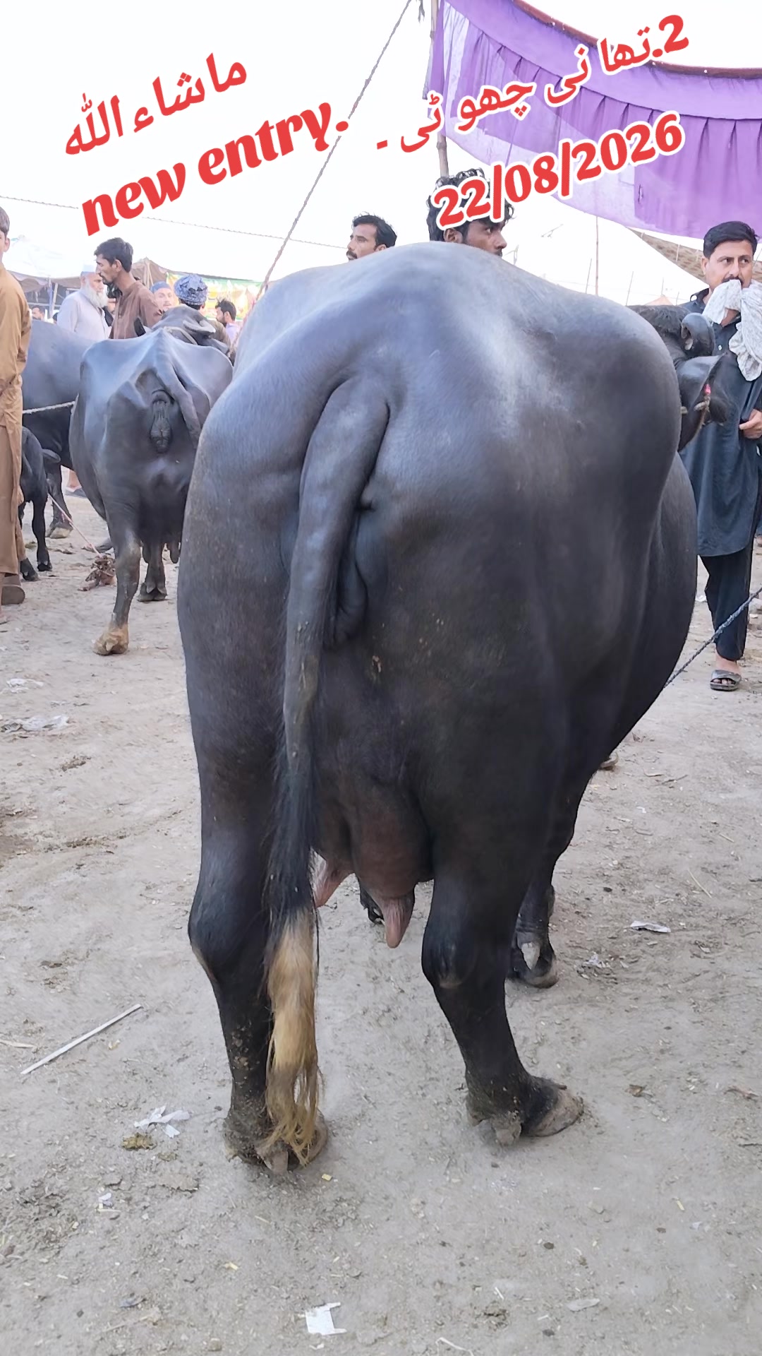 @💖🐄یوسف خان گوندل الہ 💖🐄