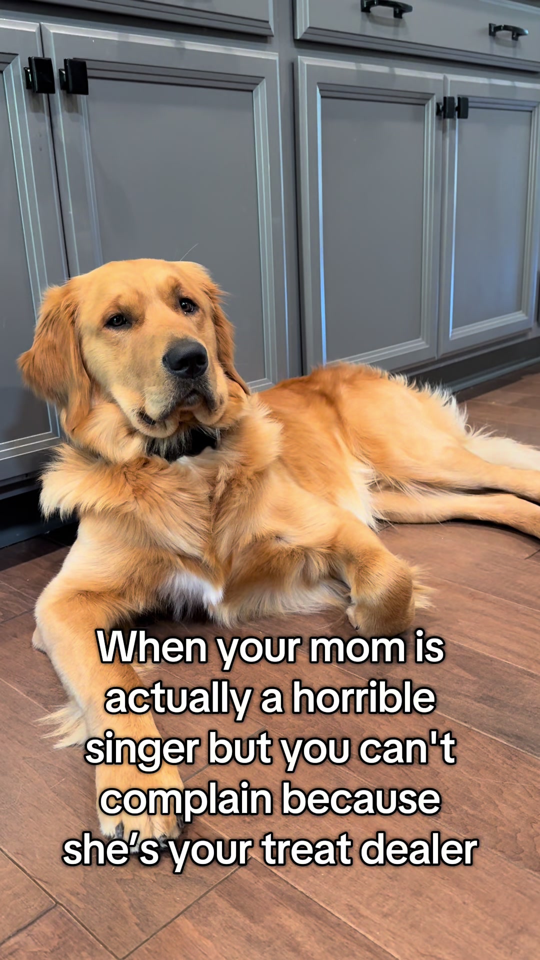 @Maverick McPaws