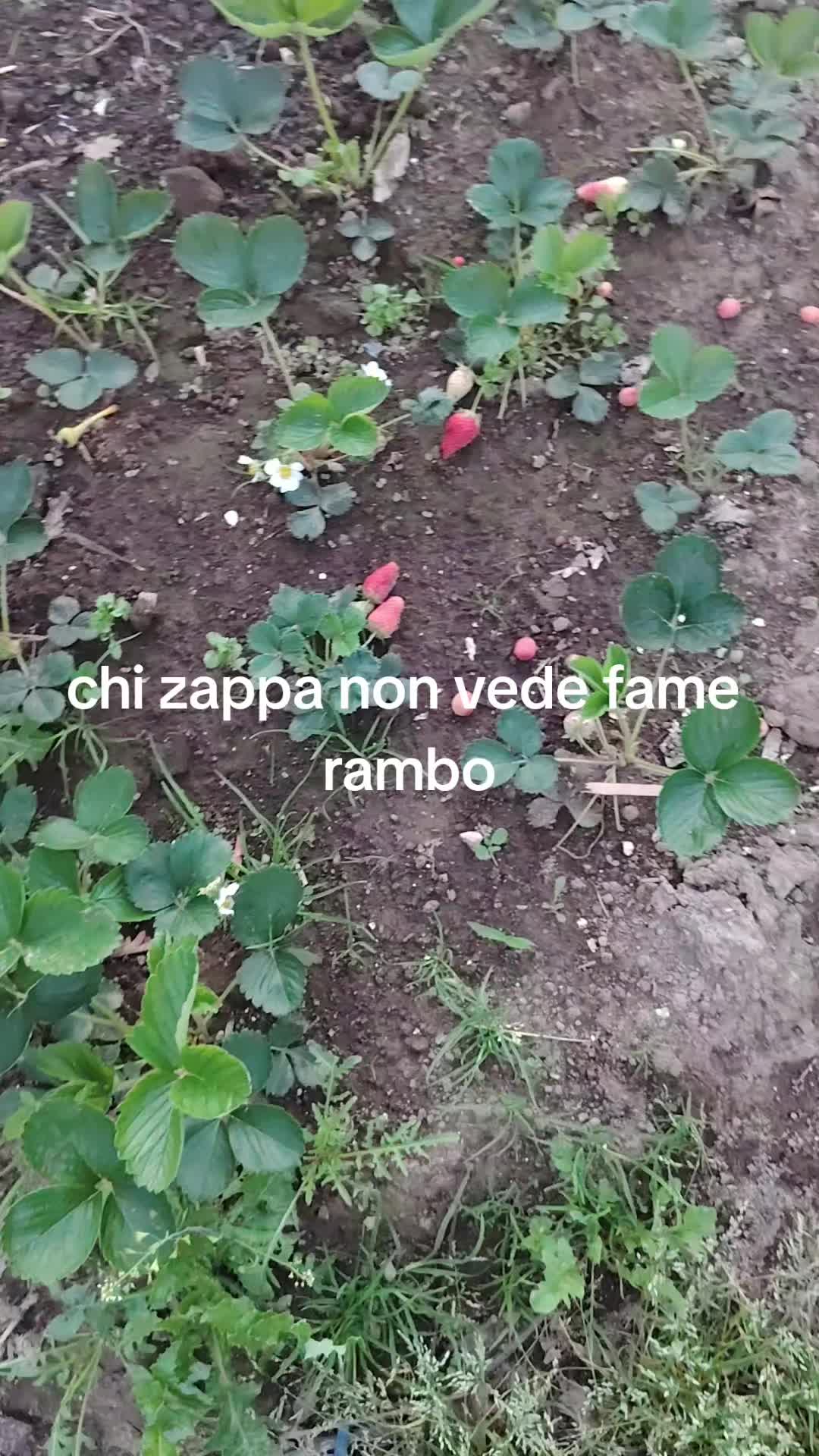 @rambo
