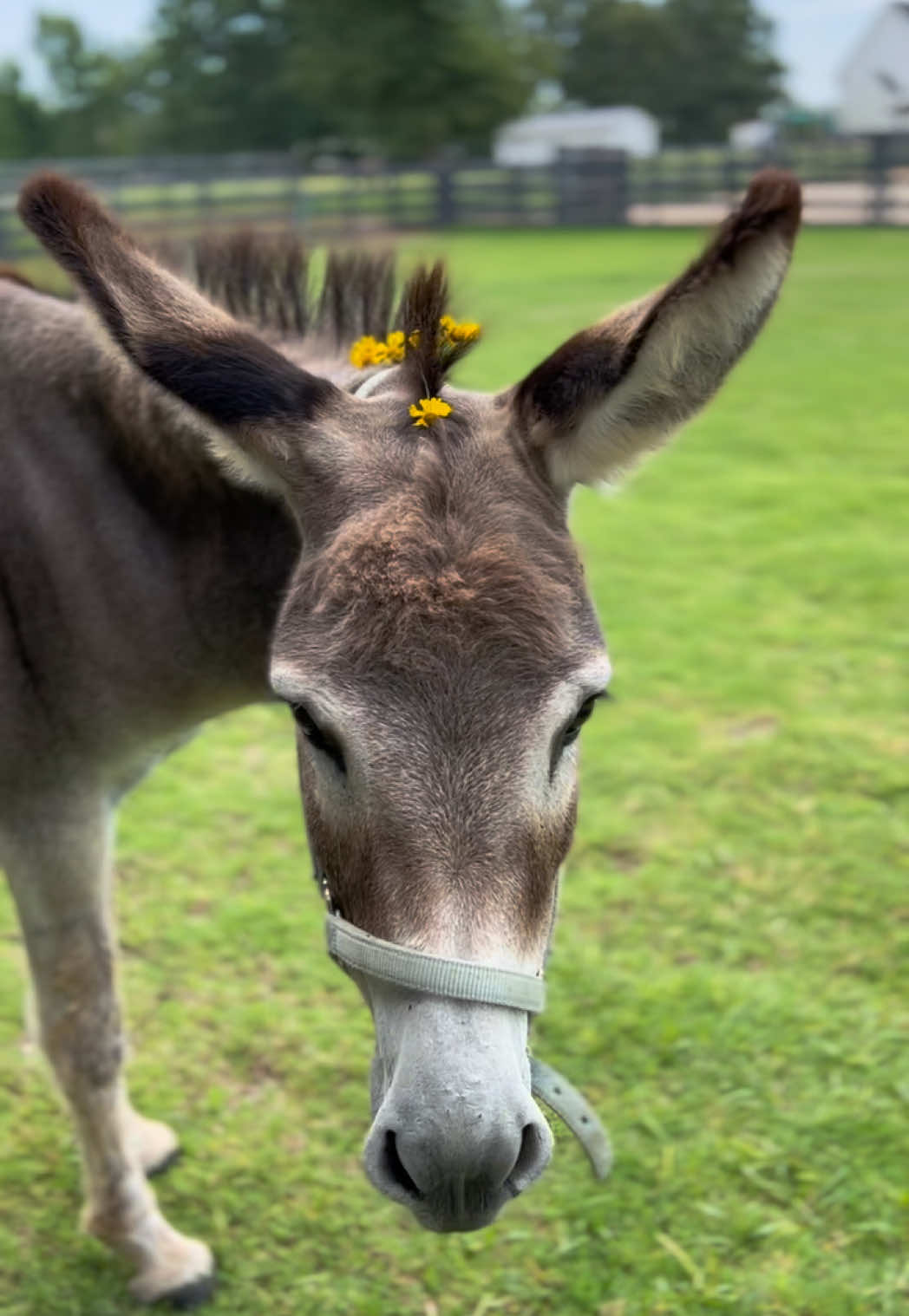 @Cypress Farm Donkeys