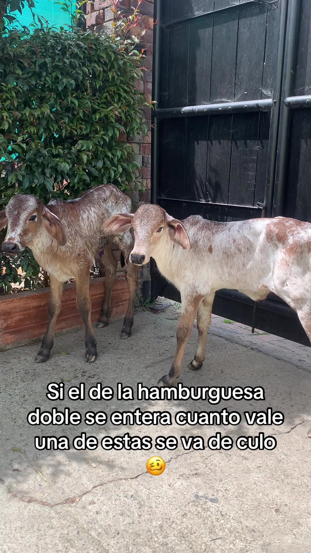 @Juan Rodríguez 🐄
