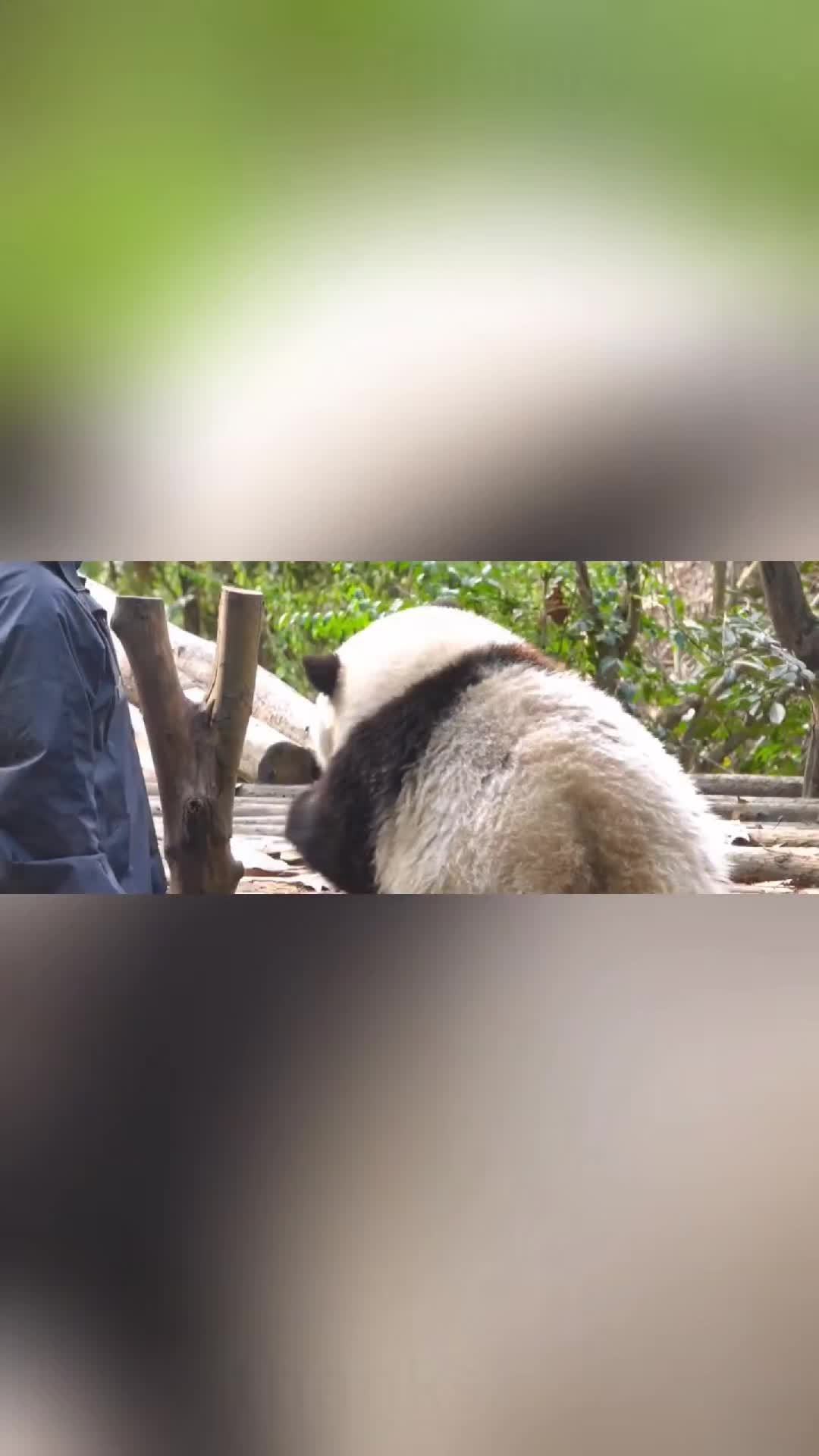 @aurecuano