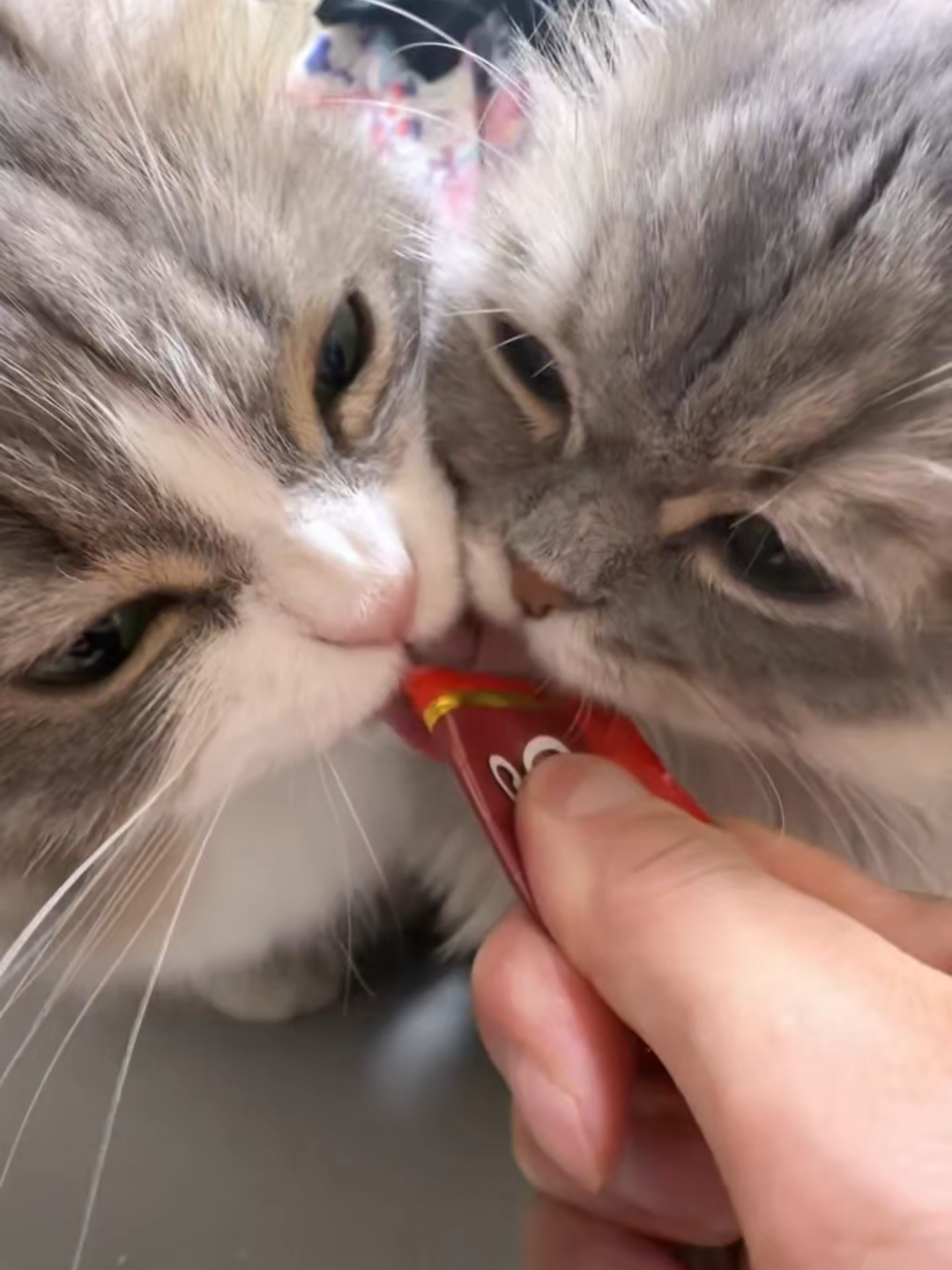 @Chonky World Of Cats