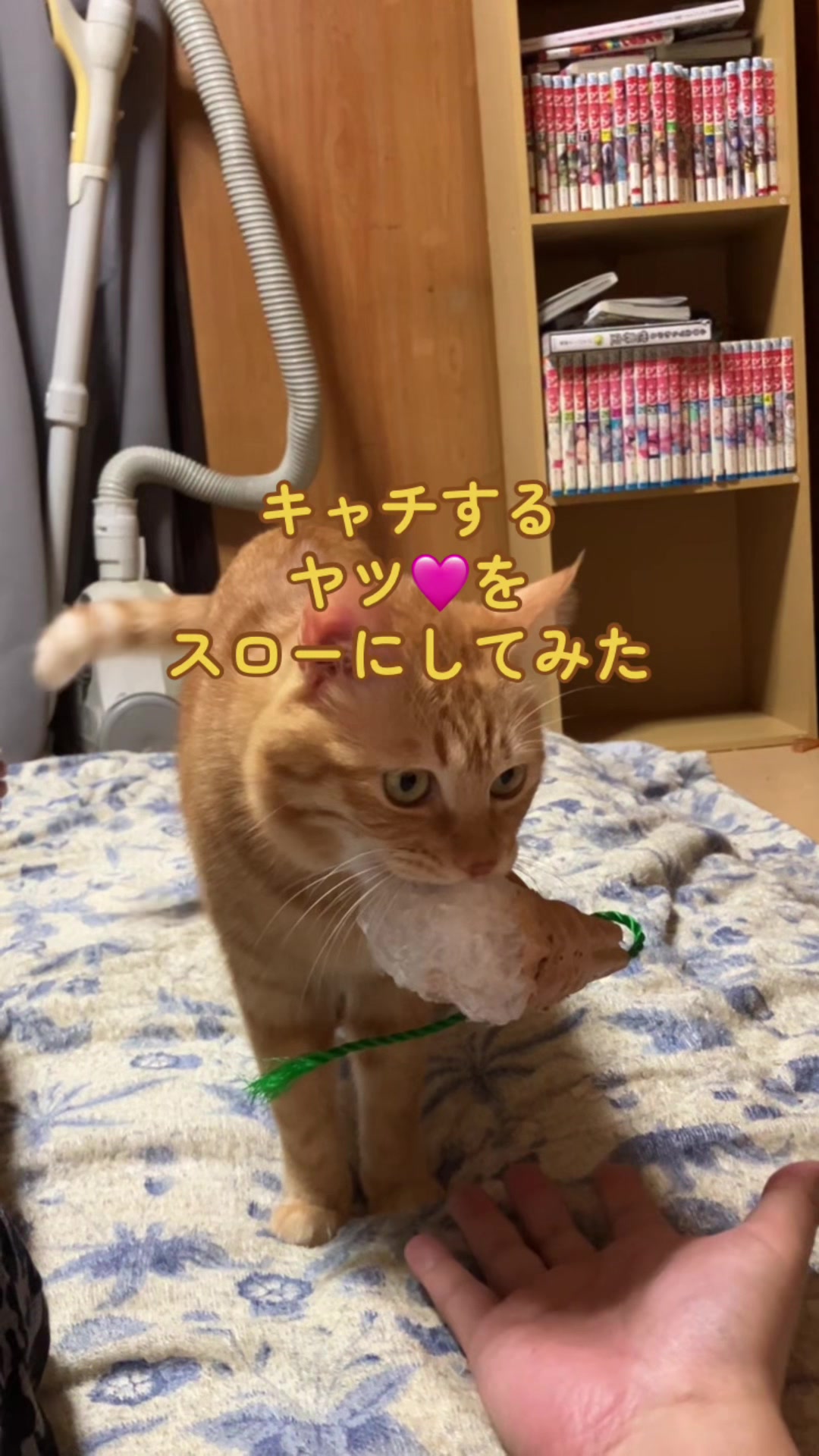 @茶トラ商店