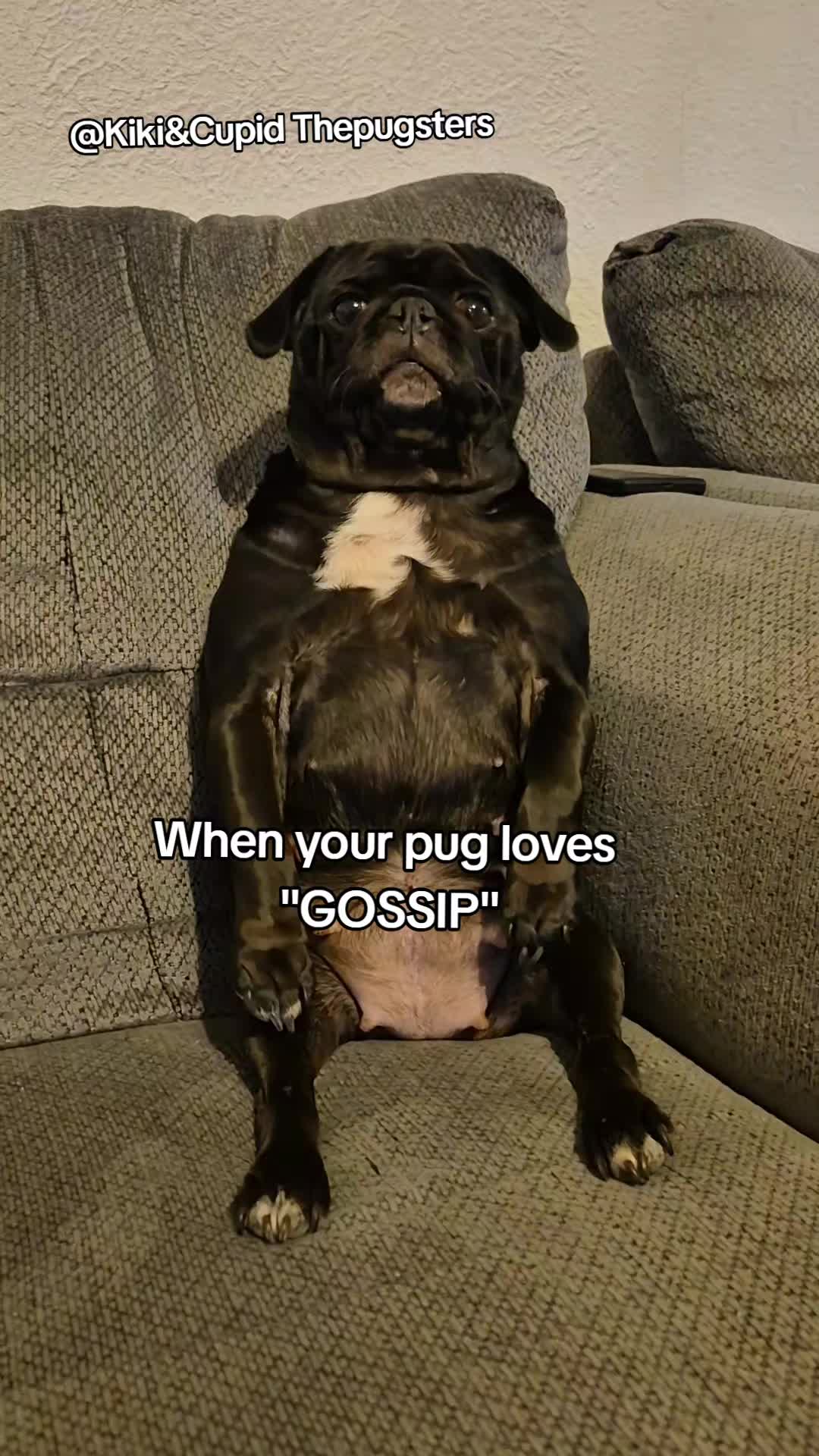 @Kiki&Cupid Thepugster