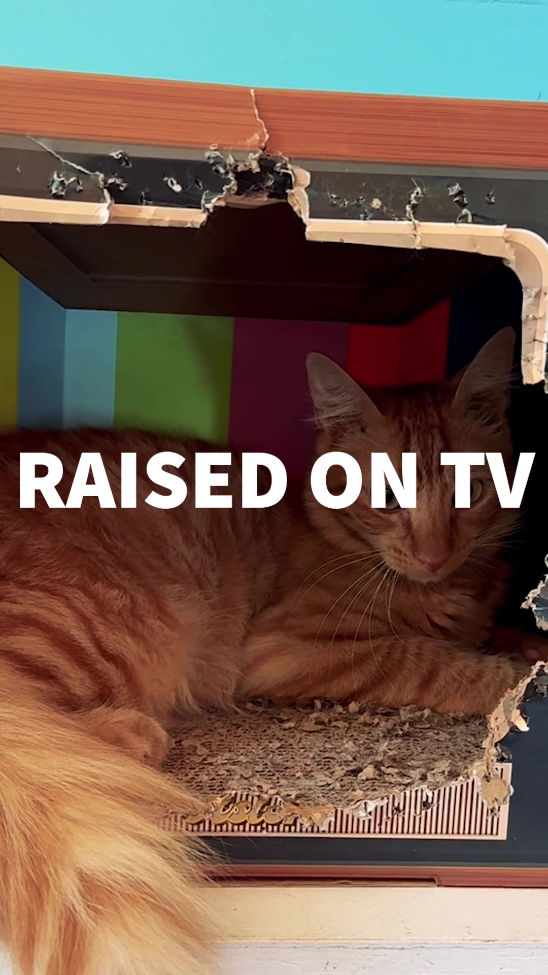 @Raised on TV