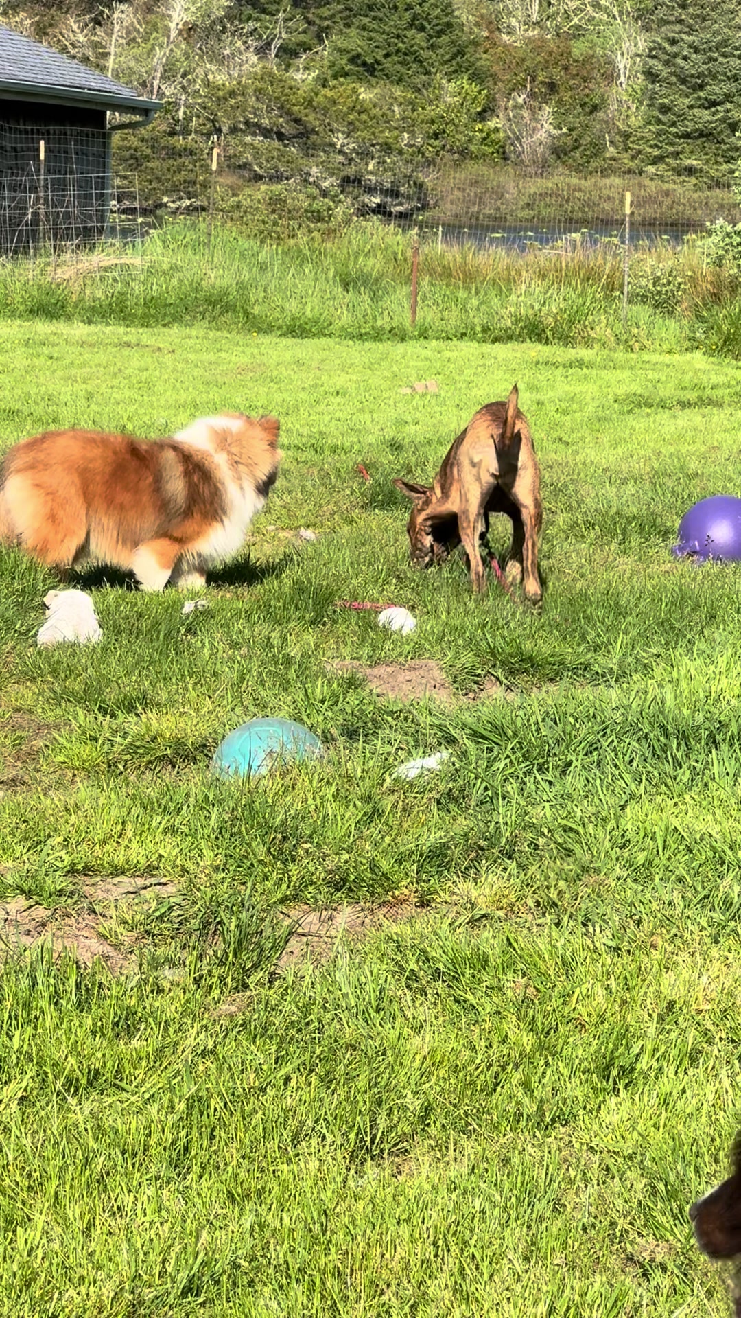 @Heather Discovery Canine Adv.