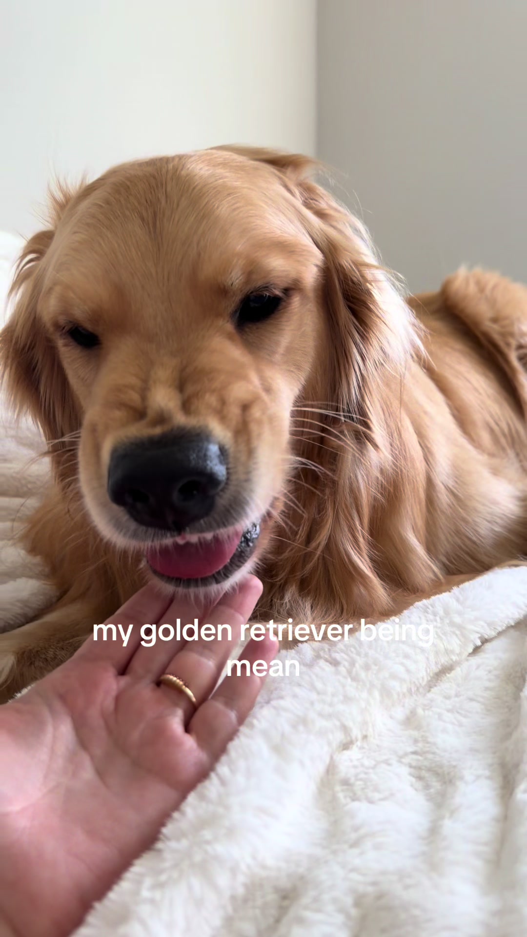 @novathegoldenn