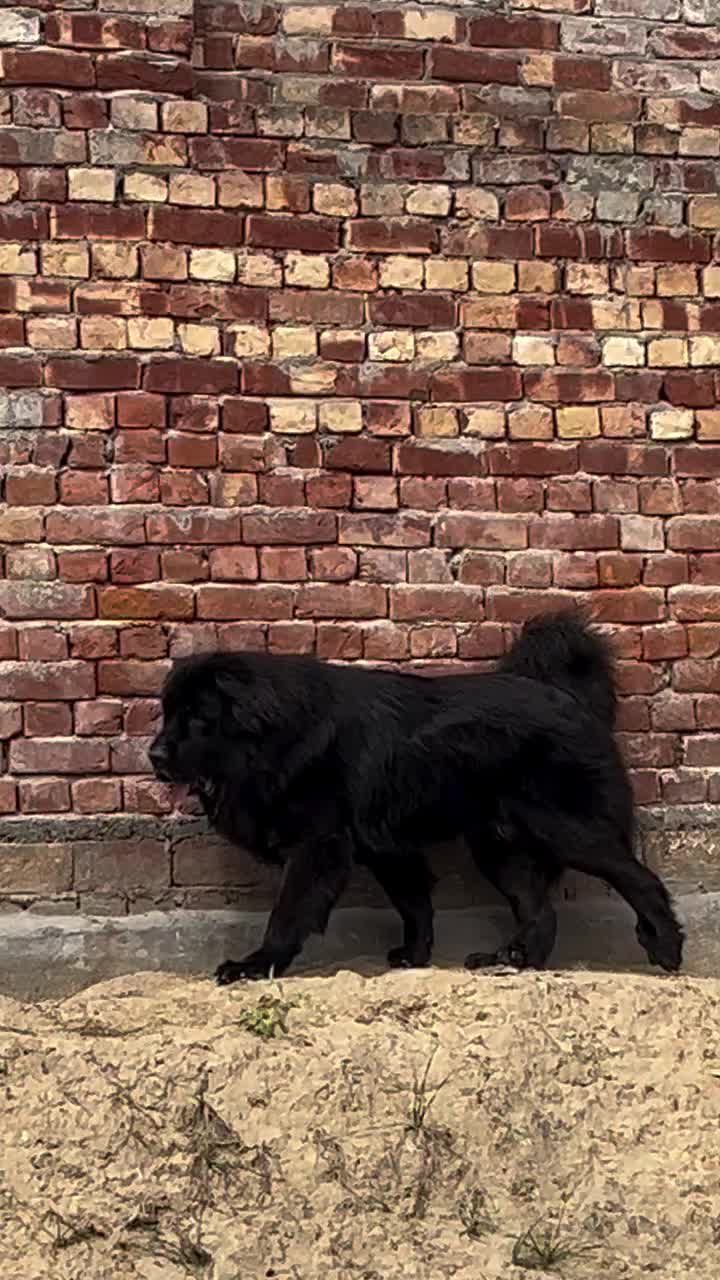@Kashmiri_Bakrwal_Dog