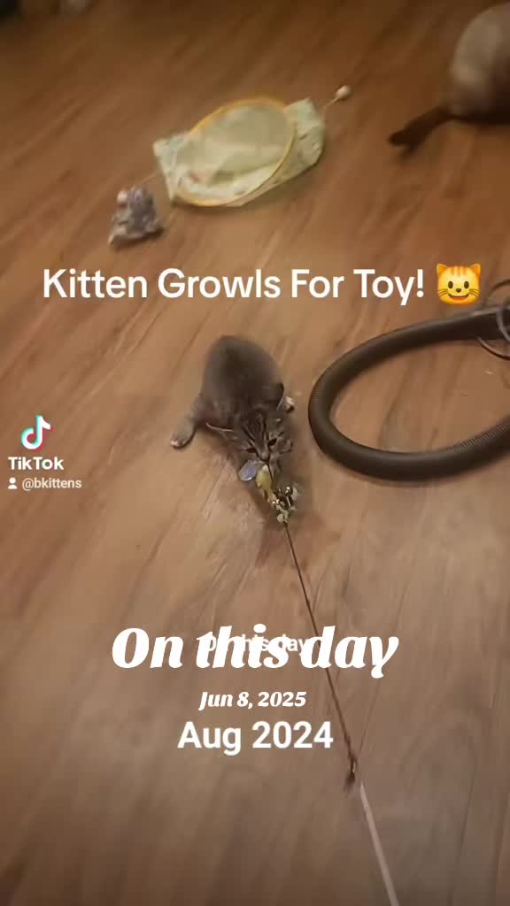 @Brittany Beauties Kittens
