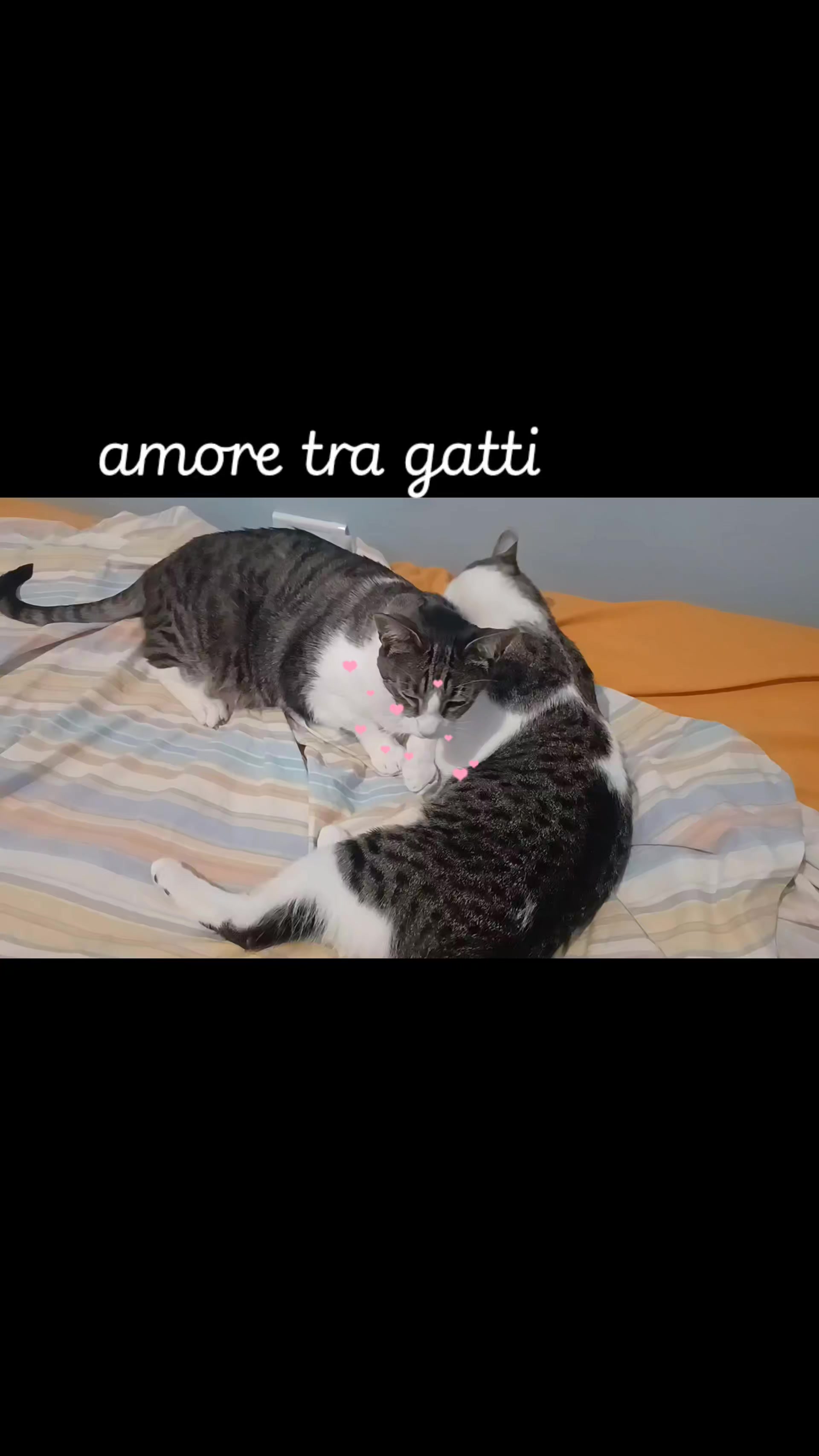 @amica dei gatti