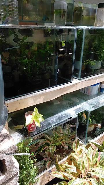 @landandaquatics 🇯🇲