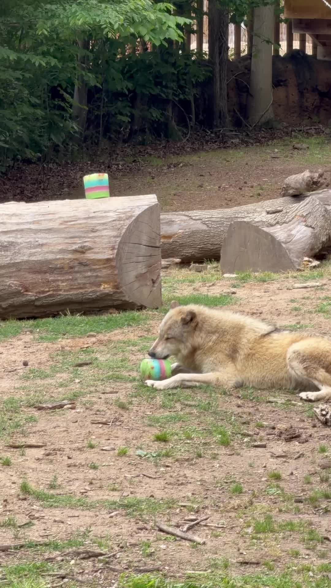 @memphiszoo