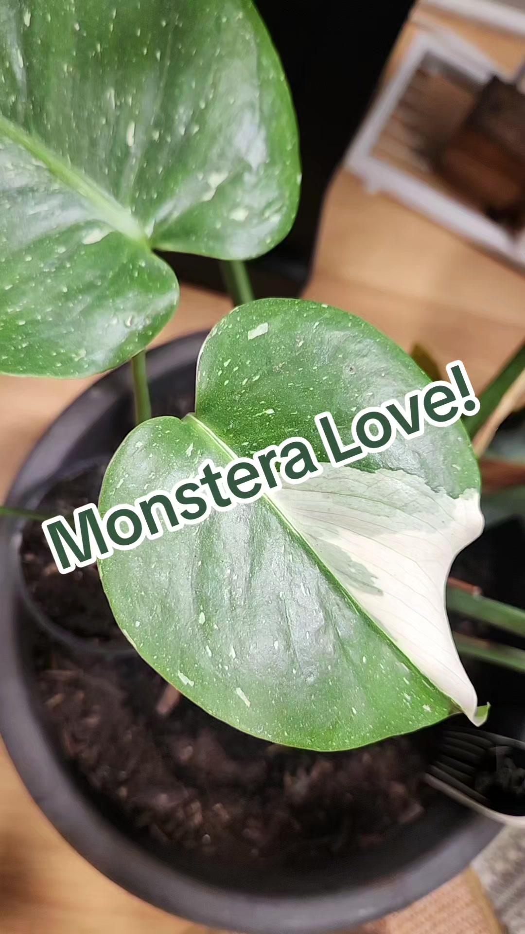 @Plants&Parks