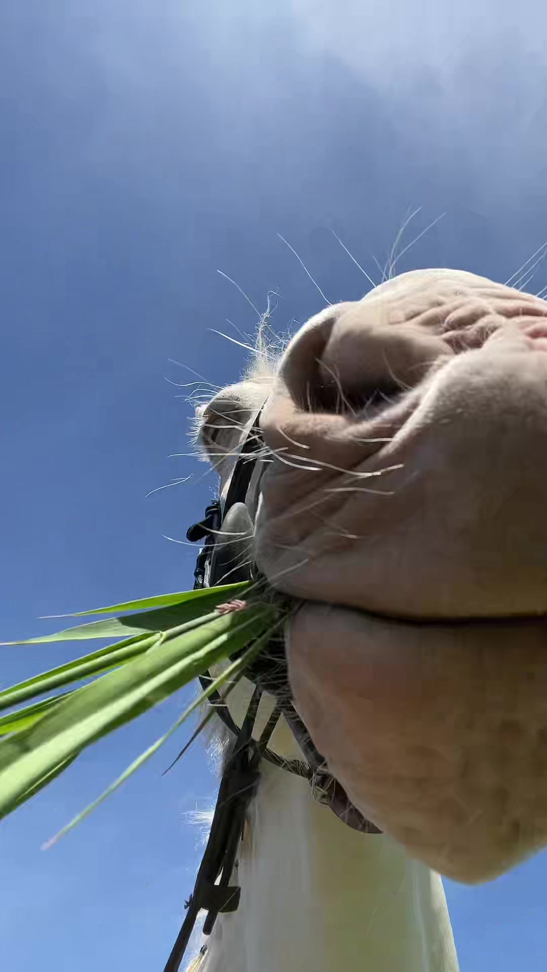 @🇳🇱 yara’s horselife 🇳🇱