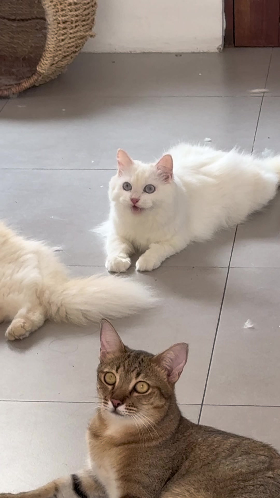 @catsnikath ⋆🐈&zwj;⬛ ྀི