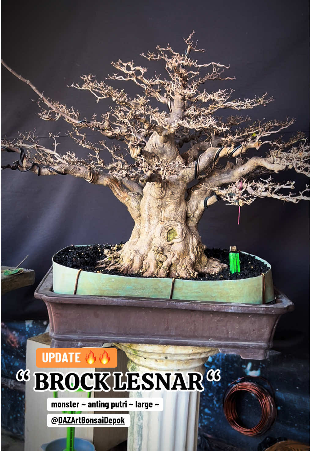 @warbonsai_purwodadi