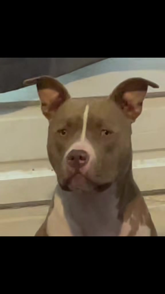 @Pittie Mom