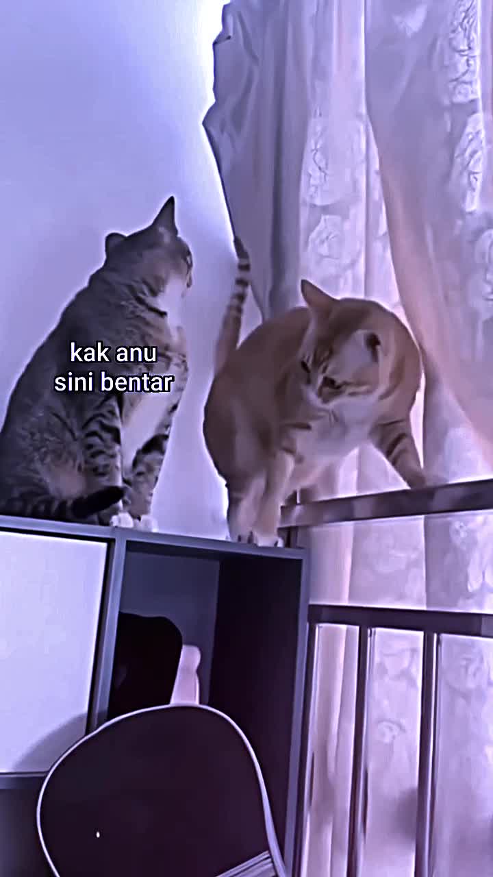 @Araa.