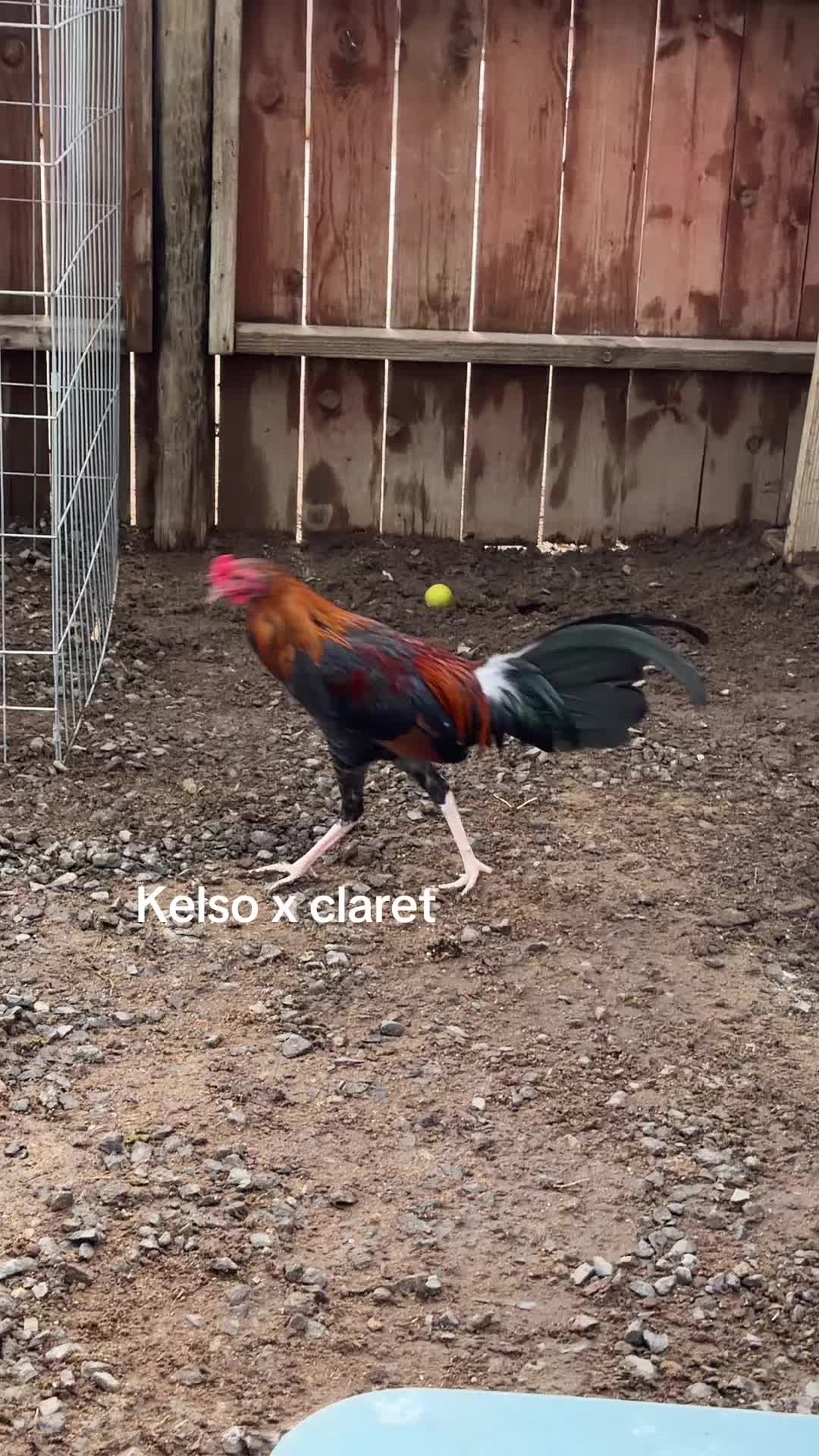 @Stranger Game Farm