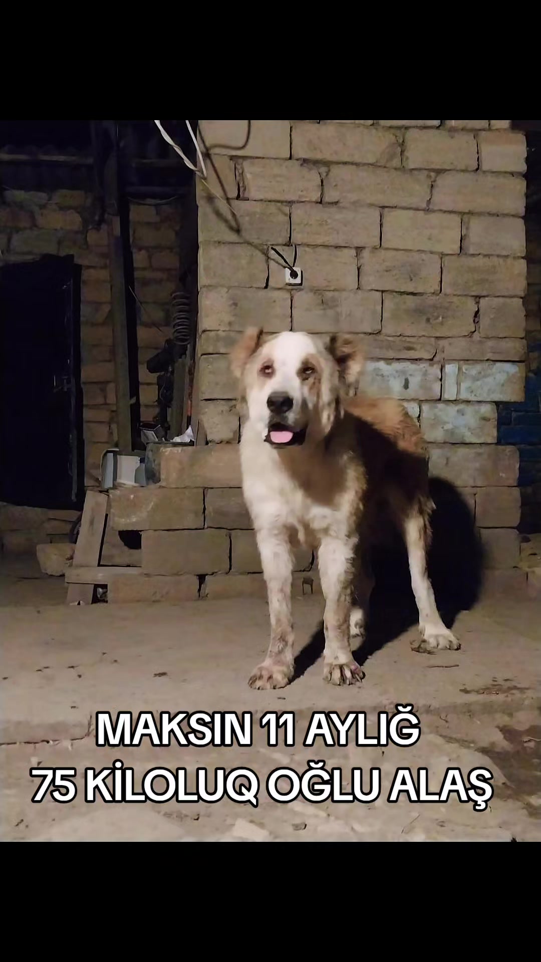 @Elşad__007