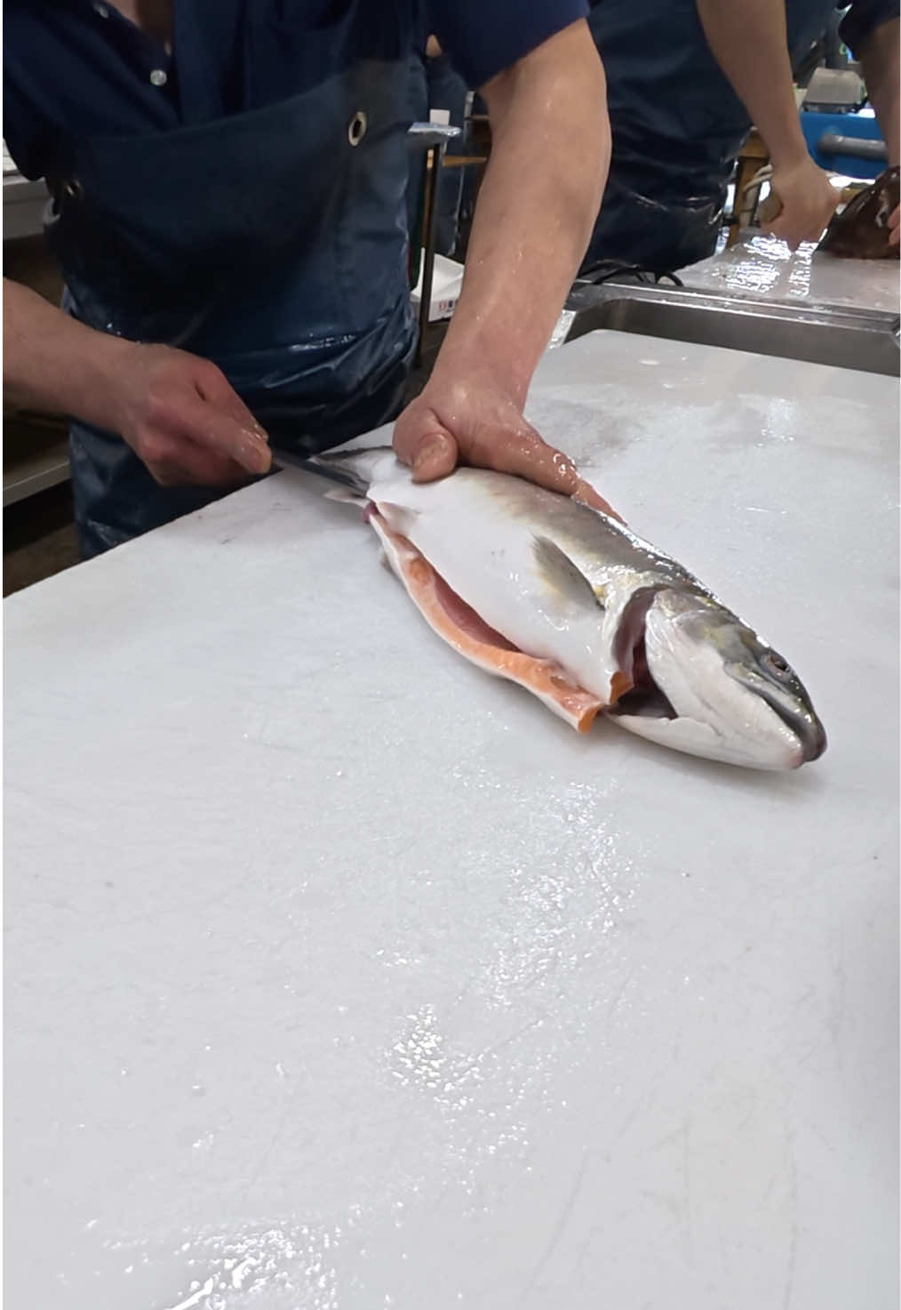 @鳴門魚市のサブ垢