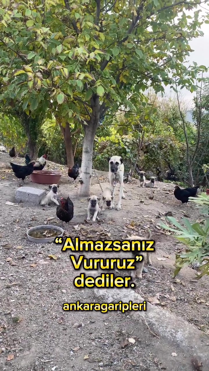 @Asiye