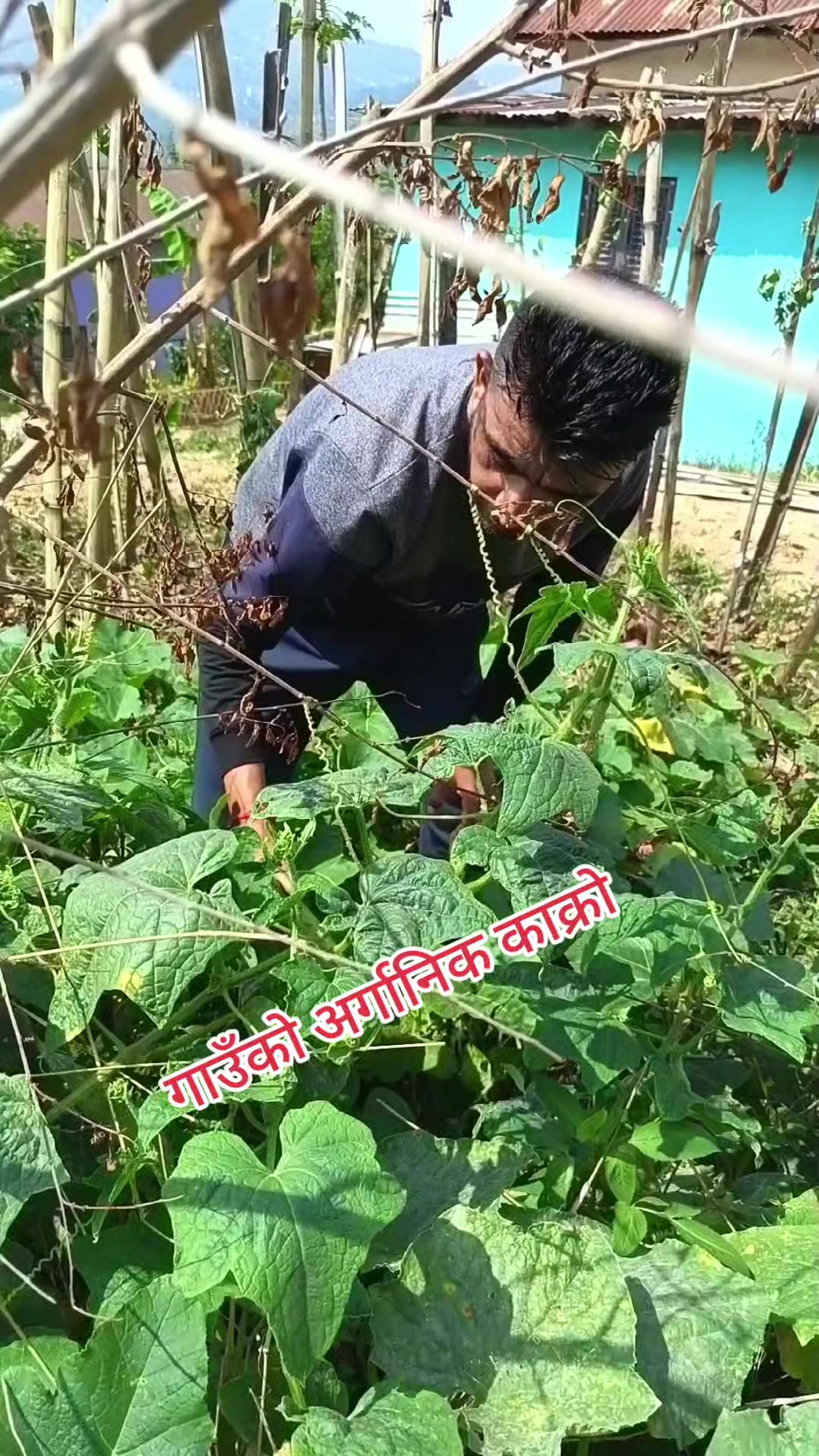 @tulsi paudel