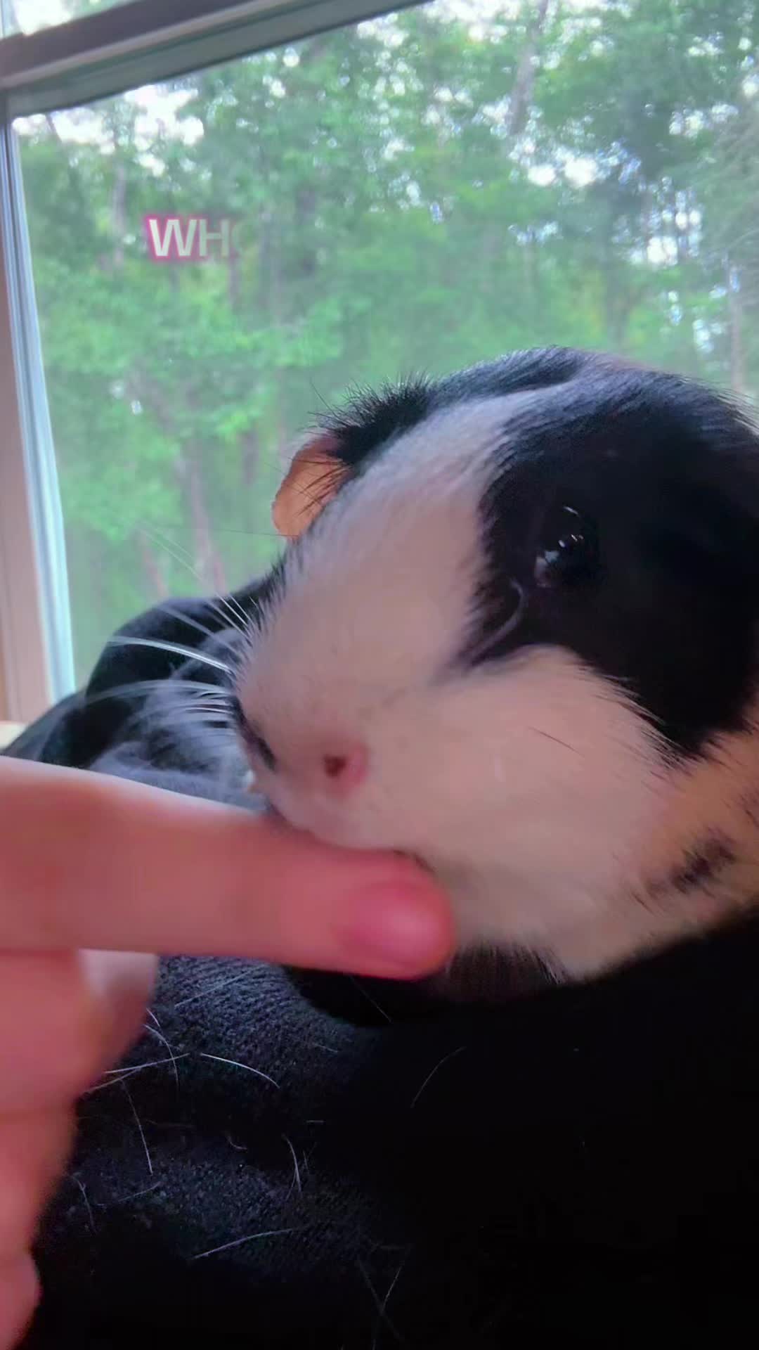 @l3ootyTicklez