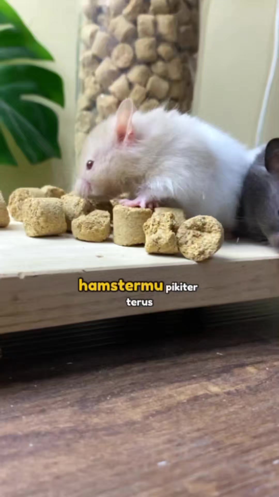 @TamaGo Pet