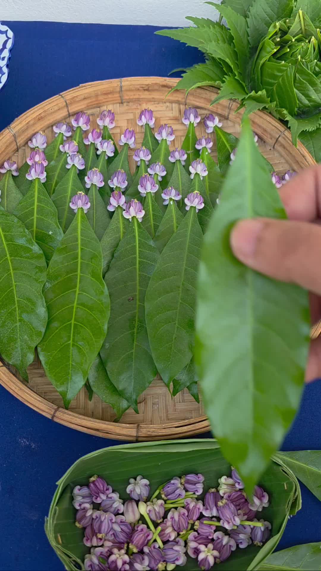 @ช่างใบตองบ้านป่า