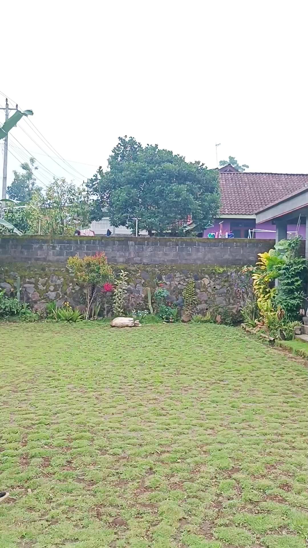@shaqueena