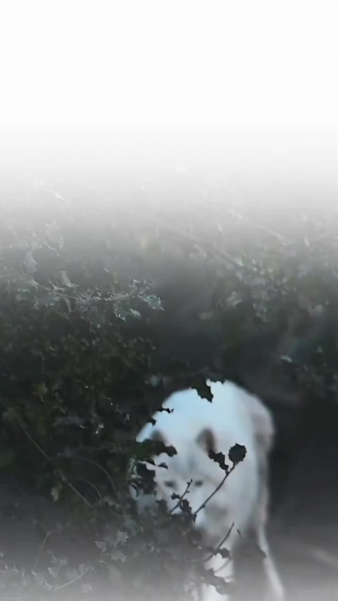 @تنہائی پسند🥂