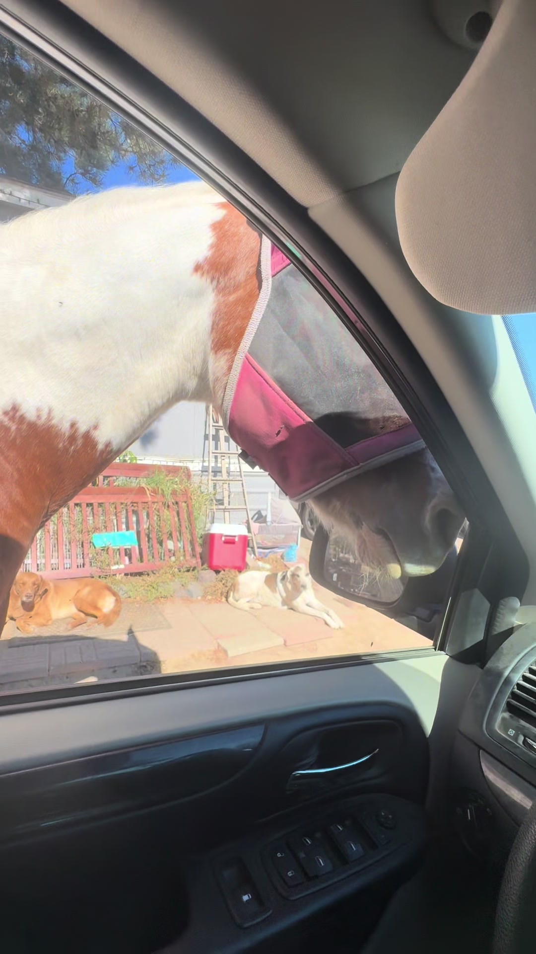 @Hot Sauce the Mini horse 🐎