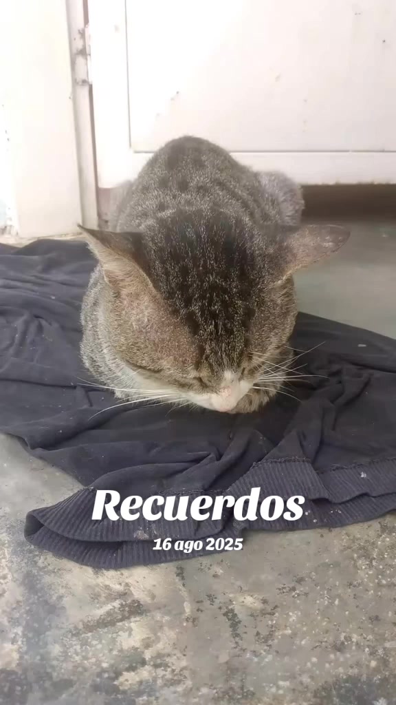 @PedroBaldallo 07