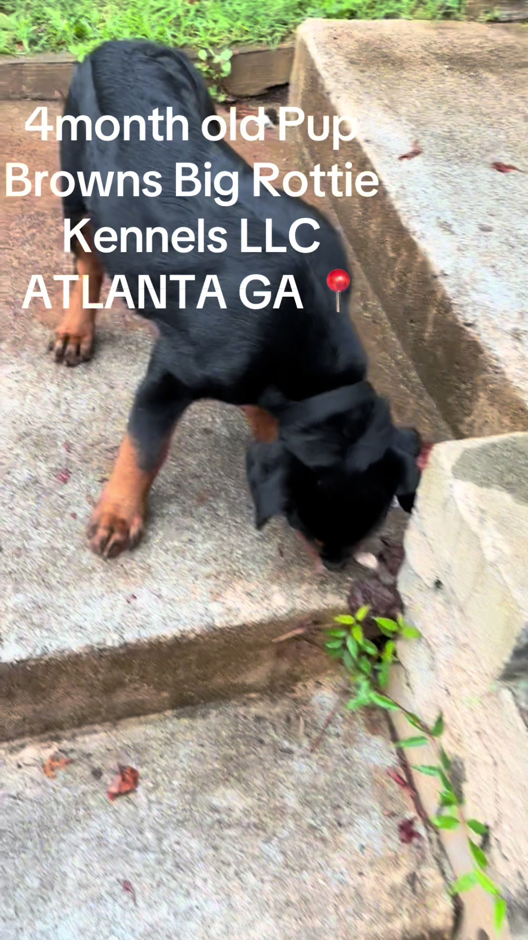 @BrownsBigRottieKennelsLLC