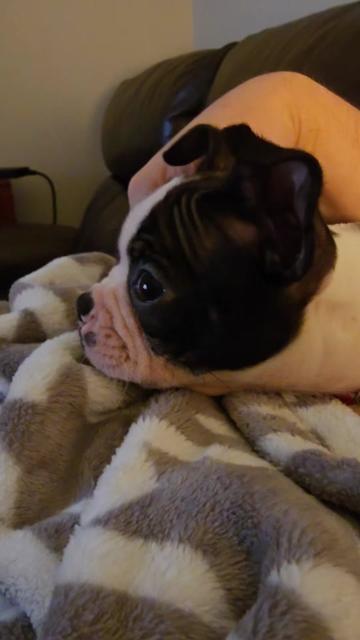 @Sir Leo the Terrier