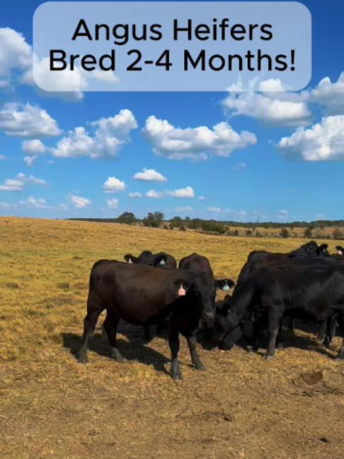 @Rutherford Land and Cattle