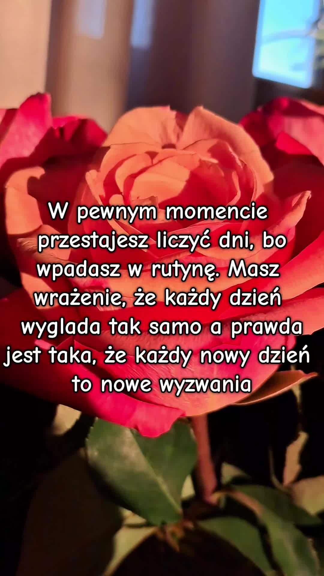 @cieloczek.