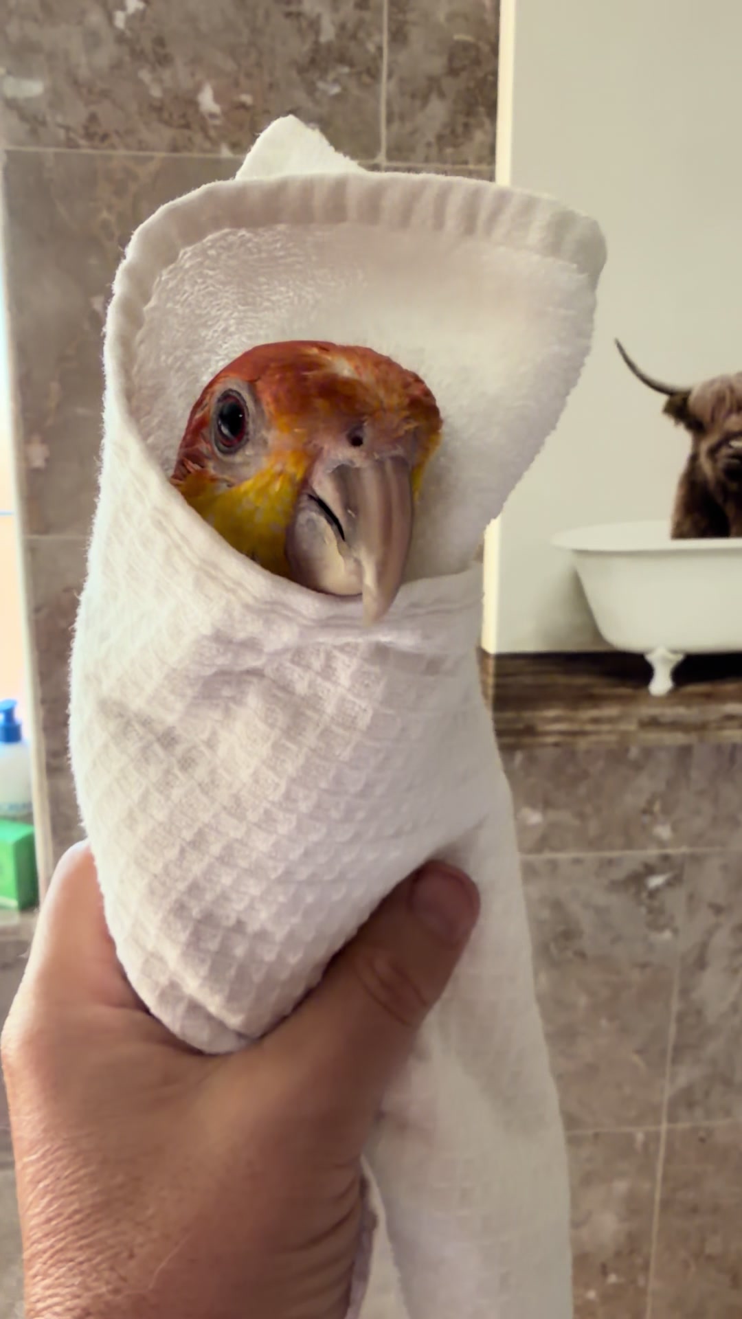 @Kyle The Caique