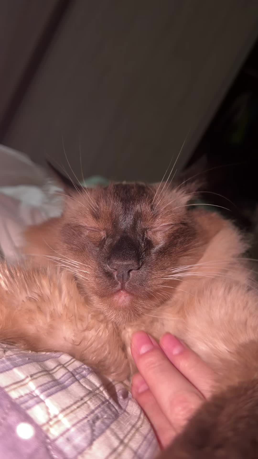 @Lorenzo the cat