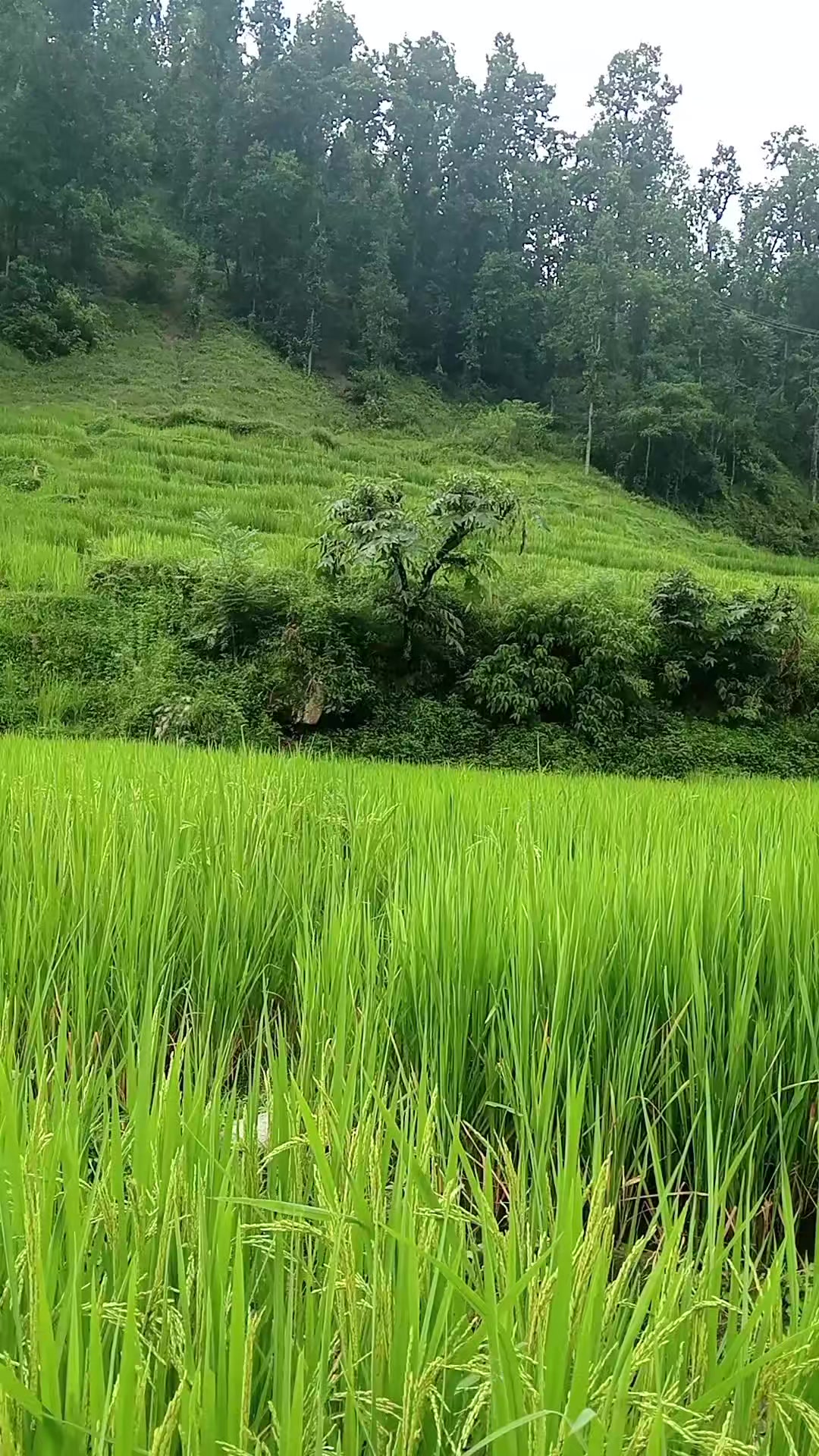 @बस्नेत काजी👨💻🇳🇵🇳🇵