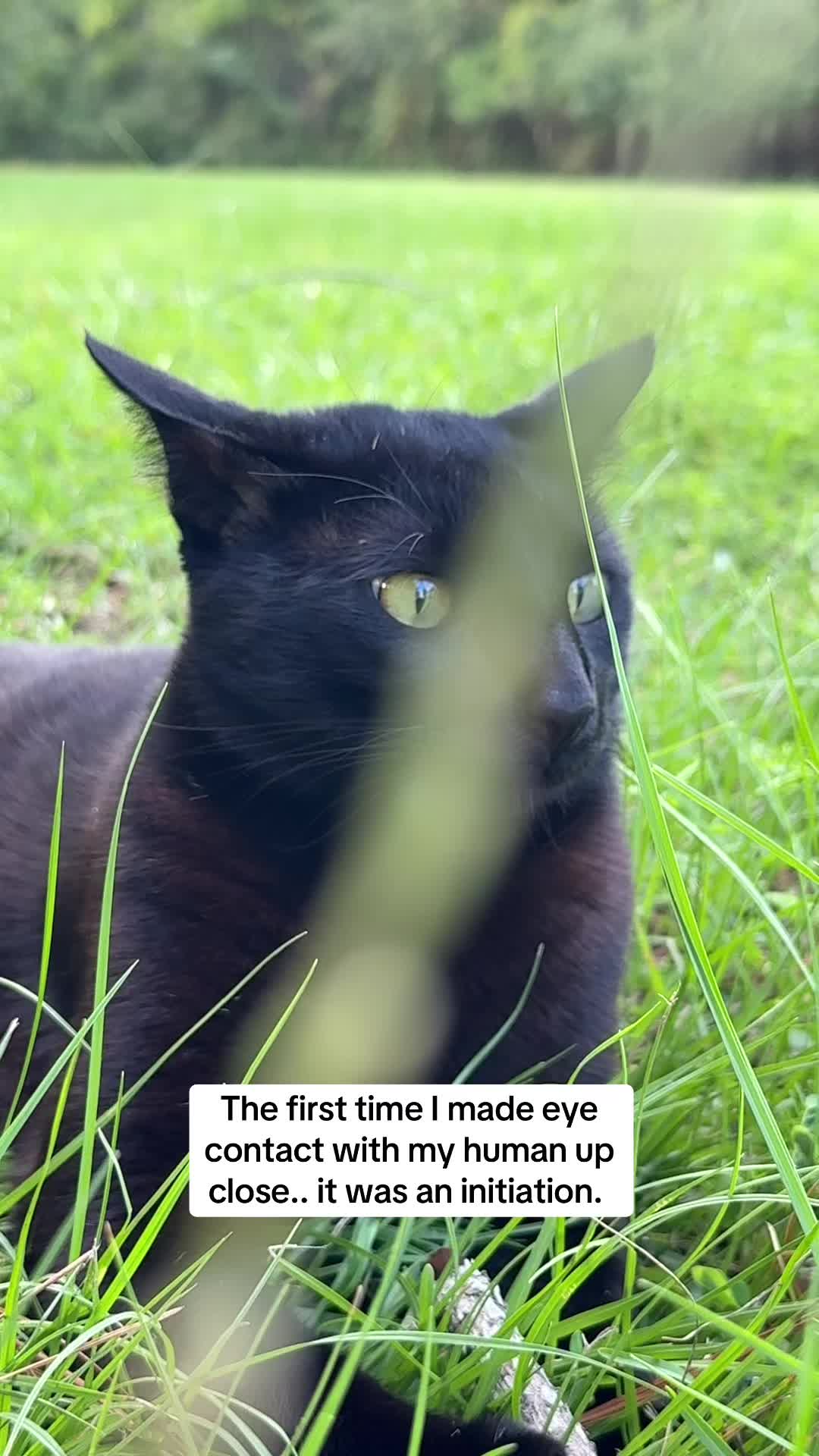@Shiva The Forest Cat